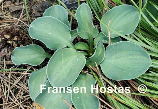 Hosta Spiny Mouse